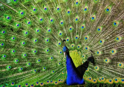 Cele mai bune binocluri profesionale pentru activități speciale