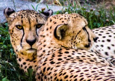 Cele mai bune locuri pentru a observa păsările