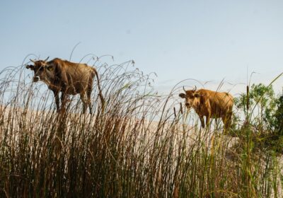 Delta Dunării și alte locuri de vizitat în județul Tulcea