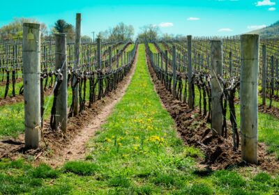 Ce atracții surprinzătoare găsești în județul Vrancea