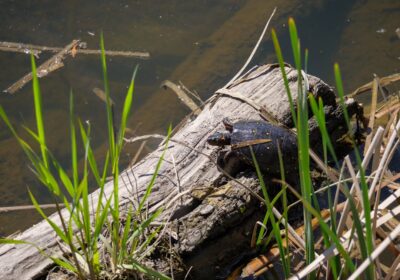 Mehedinți – aventură, istorie și peisaje de vis