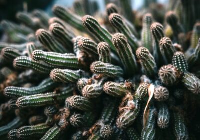 Ce Vizitezi În Buzău Într-Un Weekend