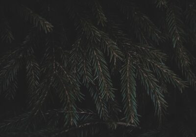 Unde Mergi În Focșani – Județul Vrancea