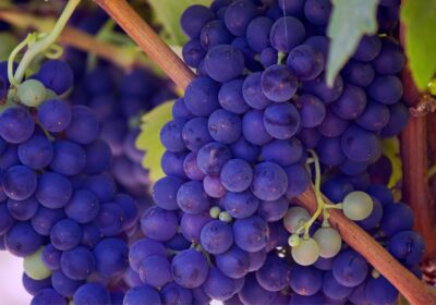 Trasee De Vinuri În Județul Vrancea