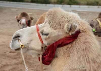 Cum să creezi experiențe turistice pentru iubitorii de natură și aventură