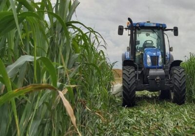 Sorg și Iarbă de Sudan Hibrid – cultură furajeră performantă pentru fermele moderne, disponibilă prin ALDEMO TQM