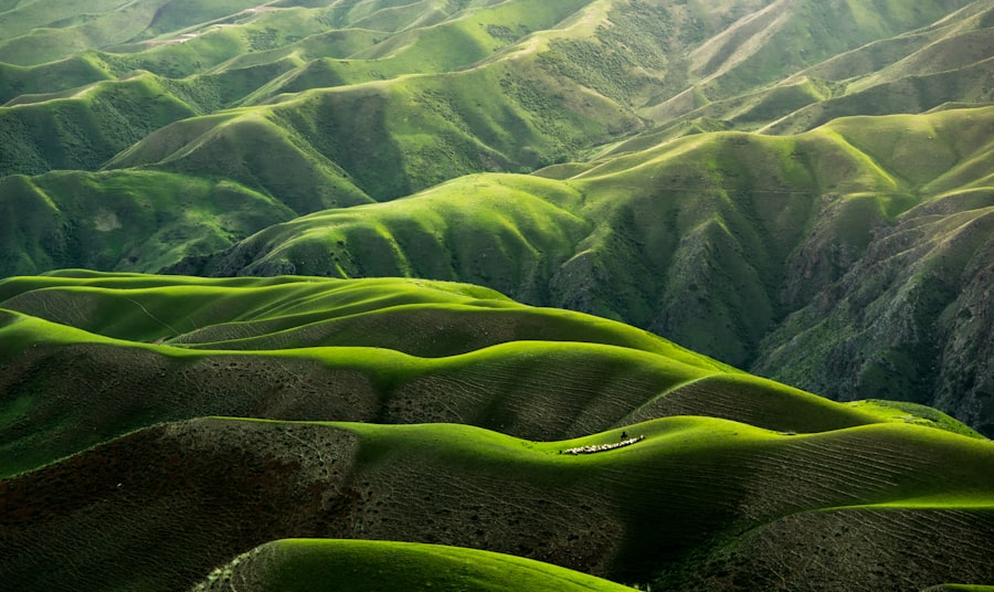Photo nature
